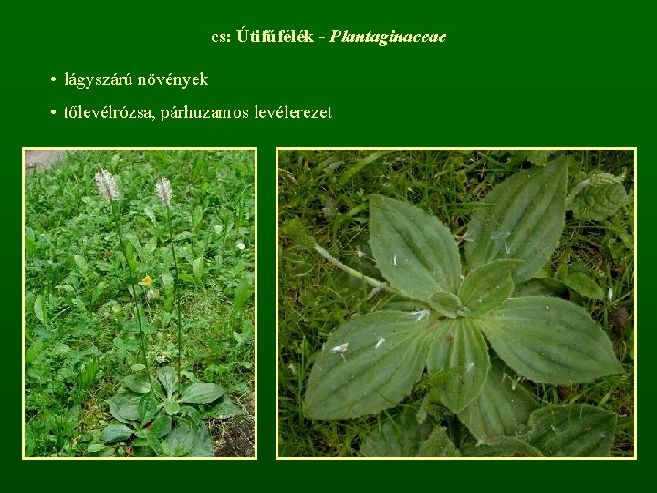 cs: Útifűfélék - Plantaginaceae • lágyszárú növények • tőlevélrózsa, párhuzamos levélerezet 