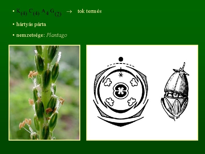  • • hártyás párta • nemzetsége: Plantago tok termés 