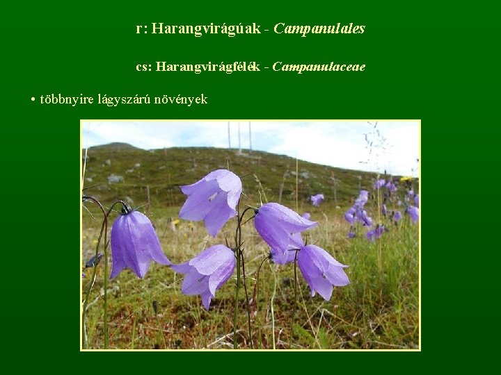 r: Harangvirágúak - Campanulales cs: Harangvirágfélék - Campanulaceae • többnyire lágyszárú növények 