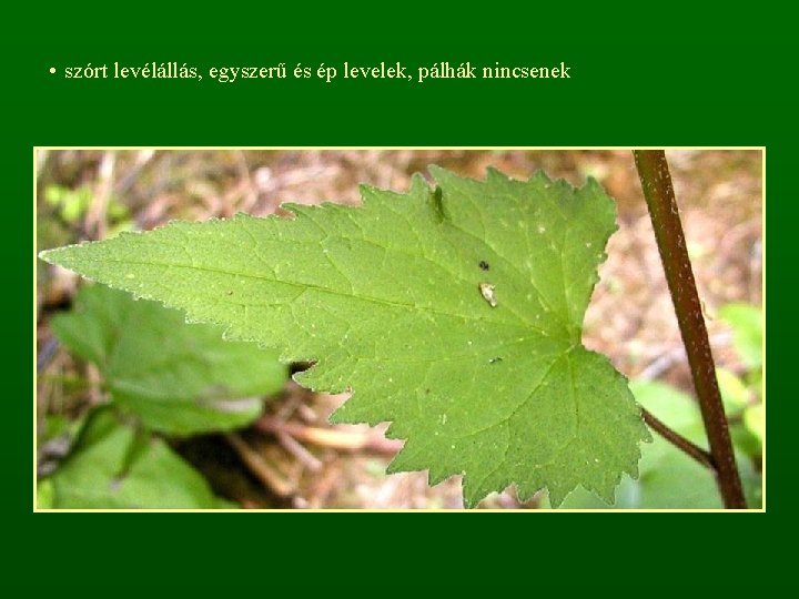  • szórt levélállás, egyszerű és ép levelek, pálhák nincsenek 