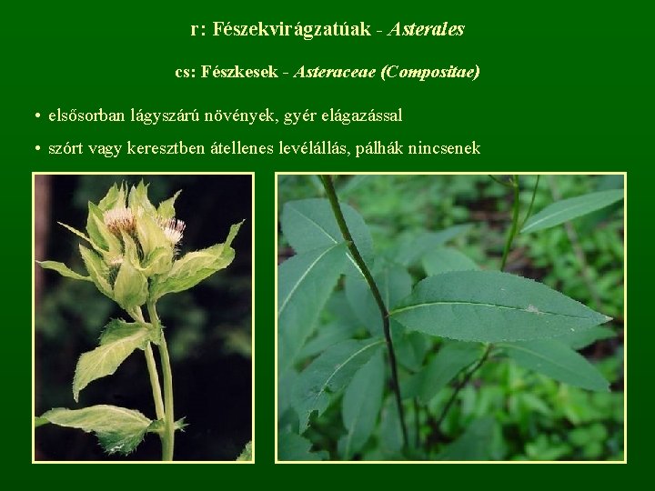 r: Fészekvirágzatúak - Asterales cs: Fészkesek - Asteraceae (Compositae) • elsősorban lágyszárú növények, gyér