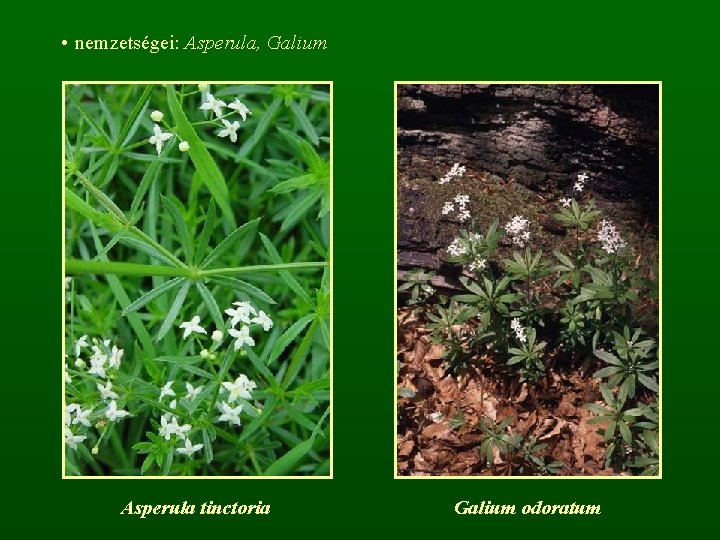  • nemzetségei: Asperula, Galium Asperula tinctoria Galium odoratum 