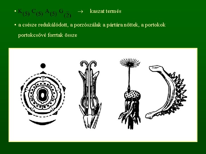  • kaszat termés • a csésze redukálódott, a porzószálak a pártára nőttek, a