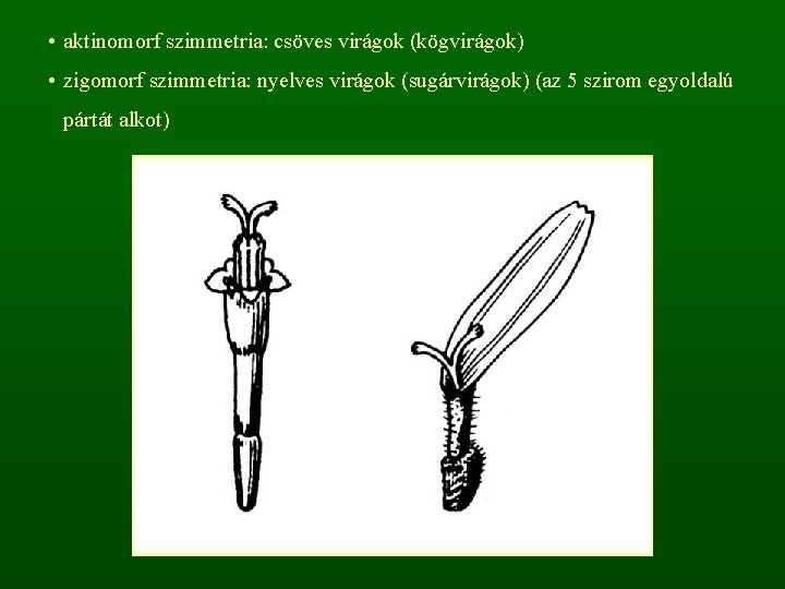  • aktinomorf szimmetria: csöves virágok (kögvirágok) • zigomorf szimmetria: nyelves virágok (sugárvirágok) (az