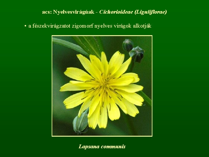 acs: Nyelvesvirágúak - Cichorioideae (Liguliflorae) • a fészekvirágzatot zigomorf nyelves virágok alkotják Lapsana communis