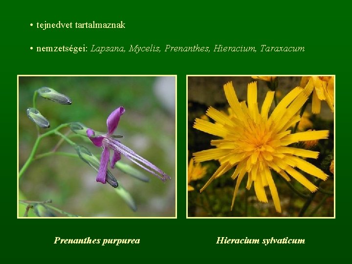  • tejnedvet tartalmaznak • nemzetségei: Lapsana, Mycelis, Prenanthes, Hieracium, Taraxacum Prenanthes purpurea Hieracium