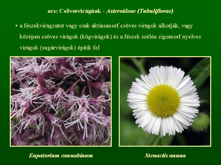 acs: Csövesvirágúak - Asteroideae (Tubuliflorae) • a fészekvirágzatot vagy csak aktinomorf csöves virágok alkotják,