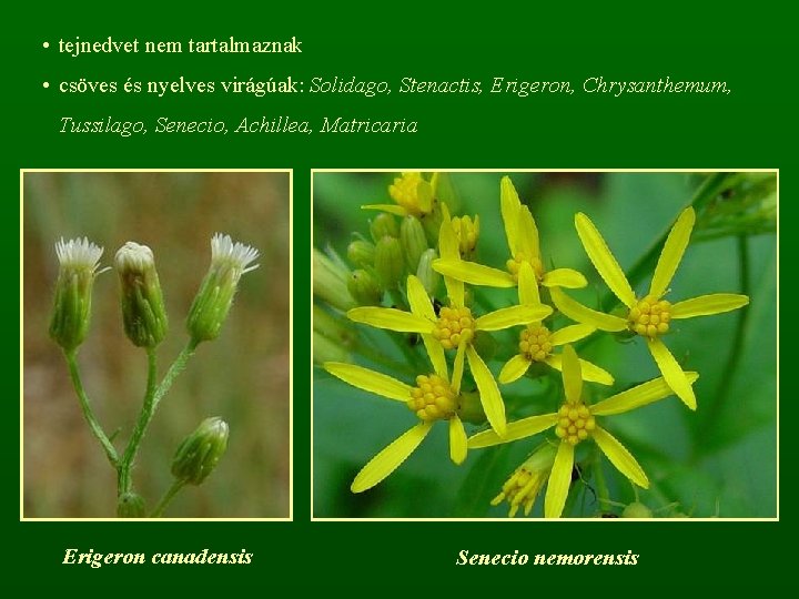  • tejnedvet nem tartalmaznak • csöves és nyelves virágúak: Solidago, Stenactis, Erigeron, Chrysanthemum,