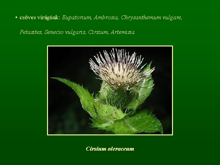  • csöves virágúak: Eupatorium, Ambrosia, Chrysanthemum vulgare, Petasites, Senecio vulgaris, Cirsium, Artemisia Cirsium