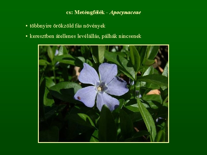 cs: Meténgfélék - Apocynaceae • többnyire örökzöld fás növények • keresztben átellenes levélállás, pálhák