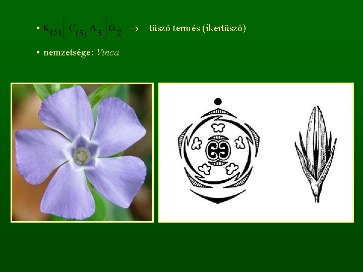  • • nemzetsége: Vinca tüsző termés (ikertüsző) 