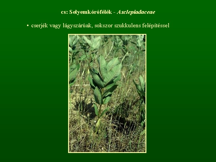 cs: Selyemkórófélék - Asclepiadaceae • cserjék vagy lágyszárúak, sokszor szukkulens felépítéssel 