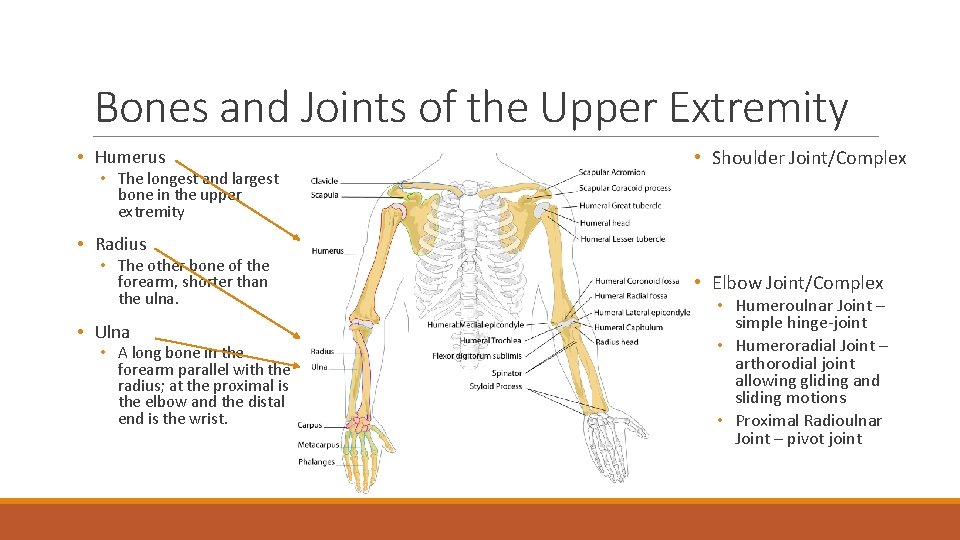 Bones and Joints of the Upper Extremity • Humerus • The longest and largest