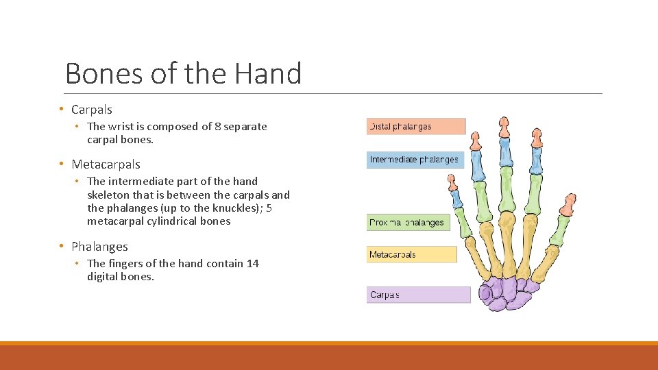 Bones of the Hand • Carpals • The wrist is composed of 8 separate