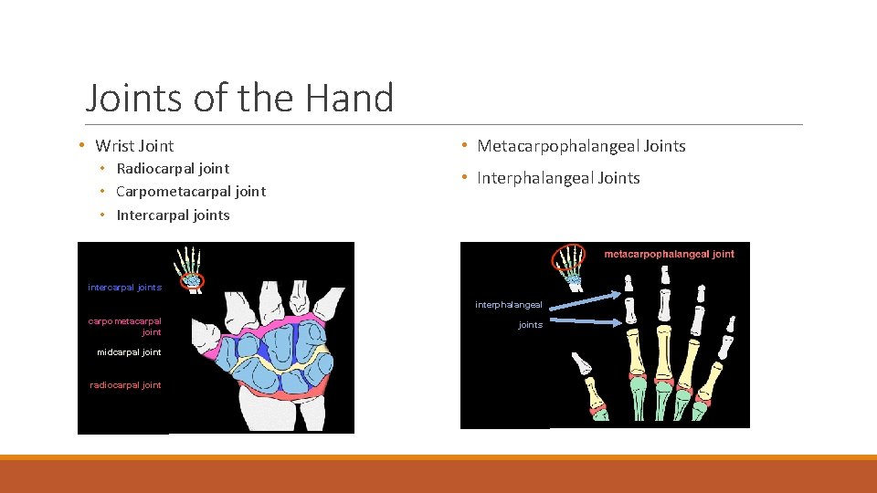 Joints of the Hand • Wrist Joint • Radiocarpal joint • Carpometacarpal joint •