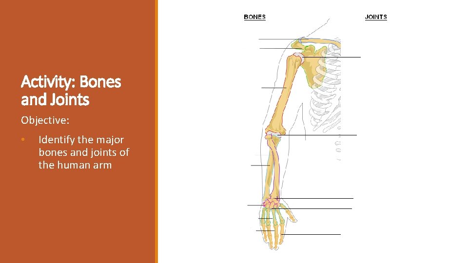 Activity: Bones and Joints Objective: • Identify the major bones and joints of the