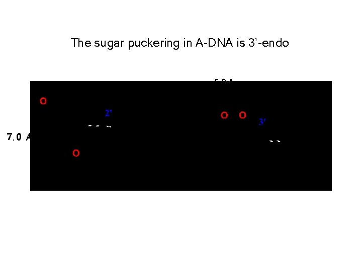 The sugar puckering in A-DNA is 3’-endo 5. 9 A 7. 0 A 