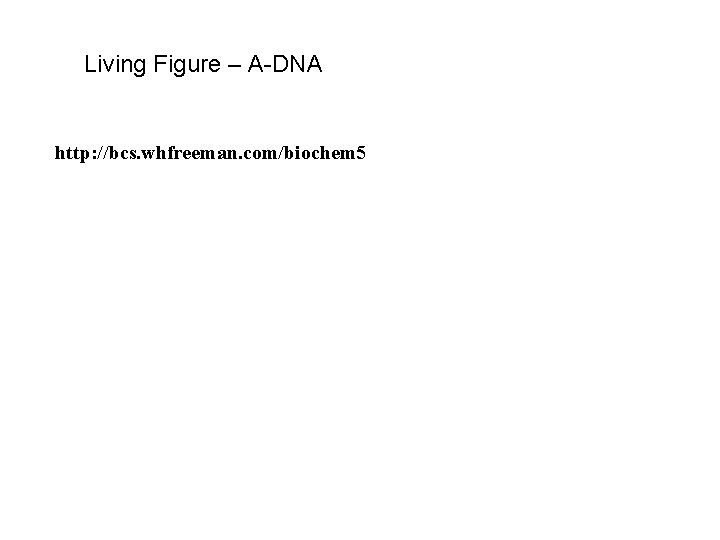 Living Figure – A-DNA http: //bcs. whfreeman. com/biochem 5 