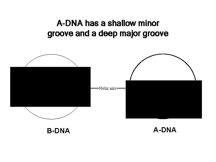 A-DNA has a shallow minor groove and a deep major groove • B-DNA Helix