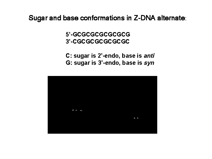  Sugar and base conformations in Z-DNA alternate: 5’-GCGCGCG 3’-CGCGCGC C: sugar is 2’-endo,