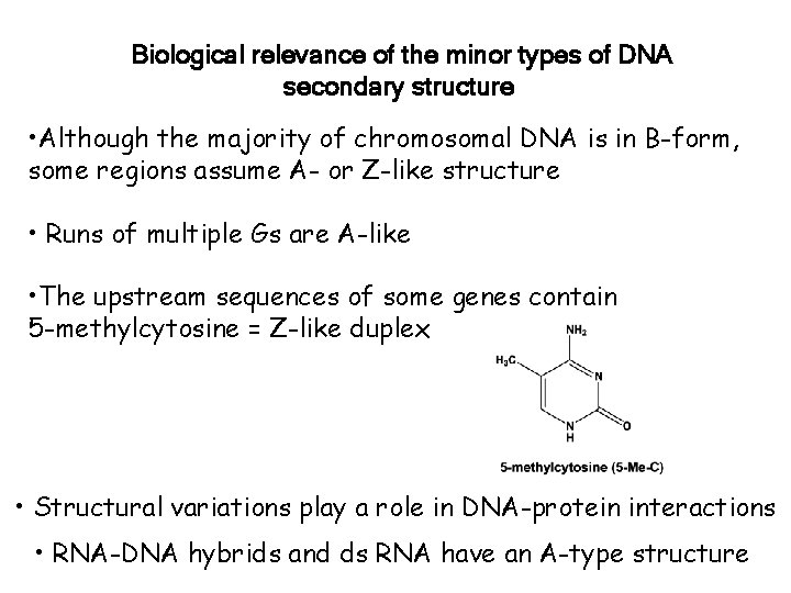 Biological relevance of the minor types of DNA secondary structure • Although the majority