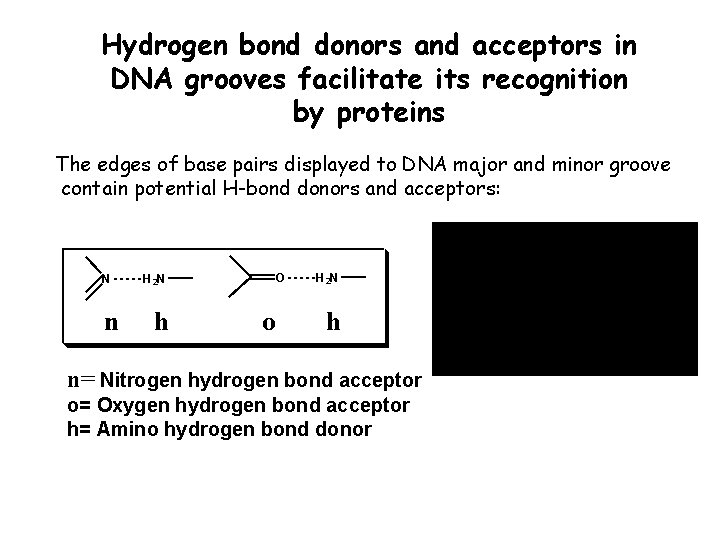 Hydrogen bond donors and acceptors in DNA grooves facilitate its recognition by proteins The