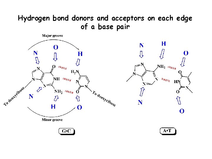 Hydrogen bond donors and acceptors on each edge of a base pair 