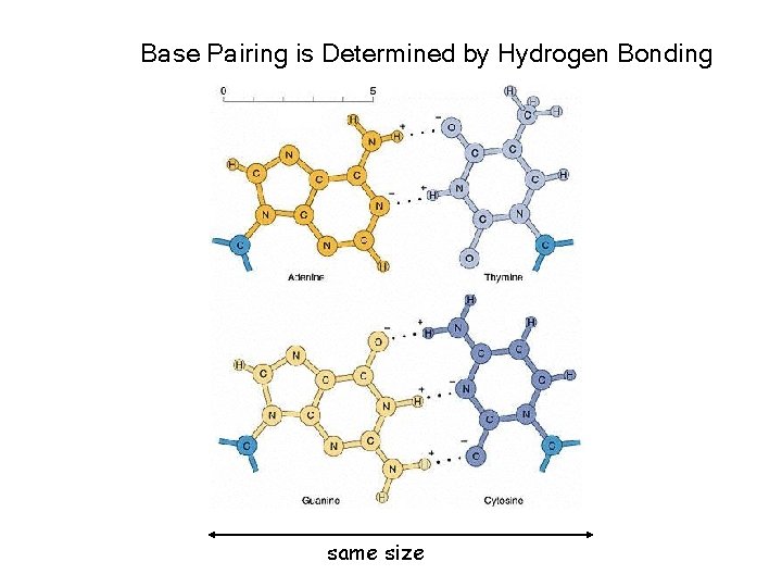 Base Pairing is Determined by Hydrogen Bonding same size 