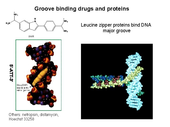 Groove binding drugs and proteins Leucine zipper proteins bind DNA major groove 5’-ATT-3’ Others: