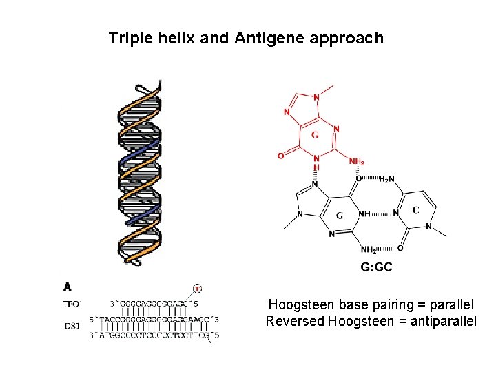 Triple helix and Antigene approach Hoogsteen base pairing = parallel Reversed Hoogsteen = antiparallel