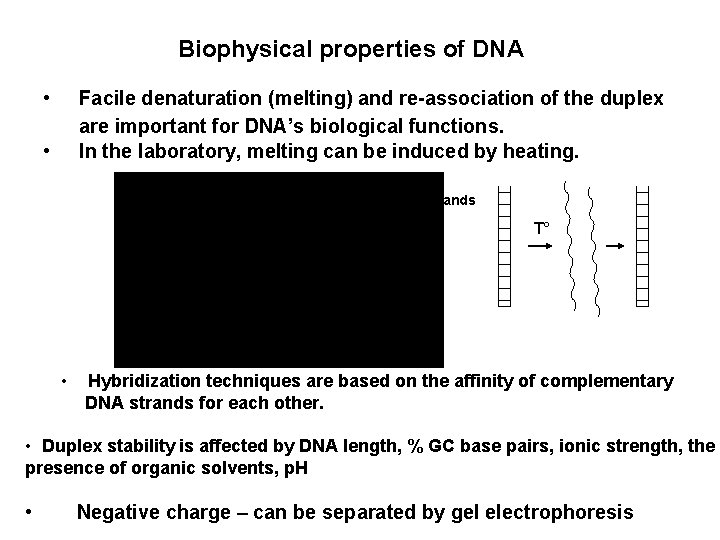 Biophysical properties of DNA • Facile denaturation (melting) and re-association of the duplex are
