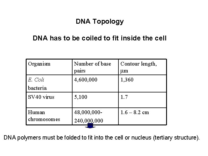 DNA Topology DNA has to be coiled to fit inside the cell Organism Number