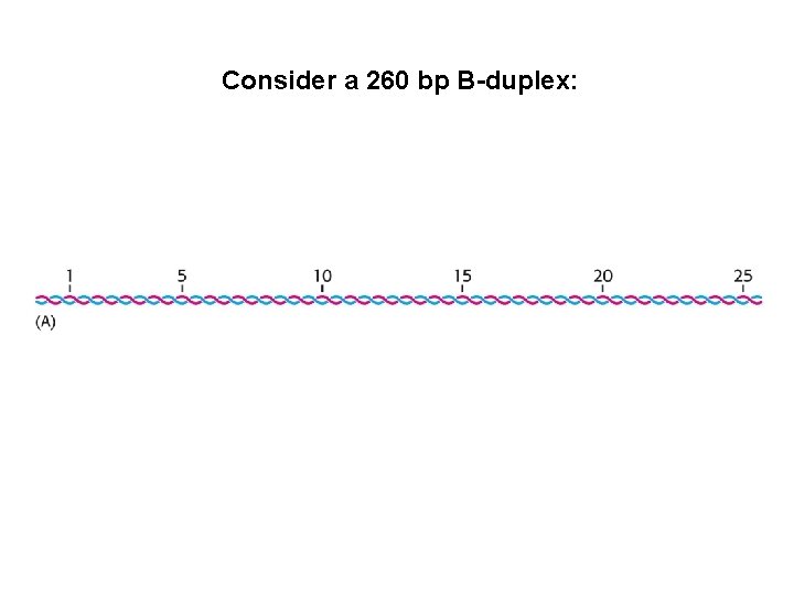 Consider a 260 bp B-duplex: 