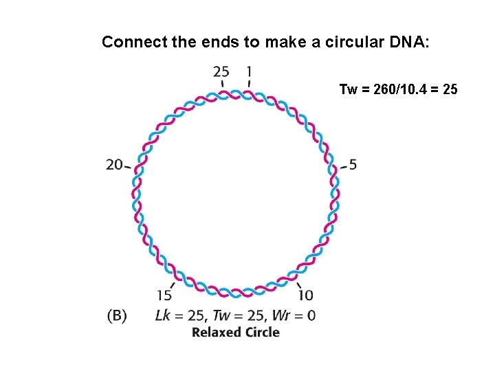 Connect the ends to make a circular DNA: Tw = 260/10. 4 = 25