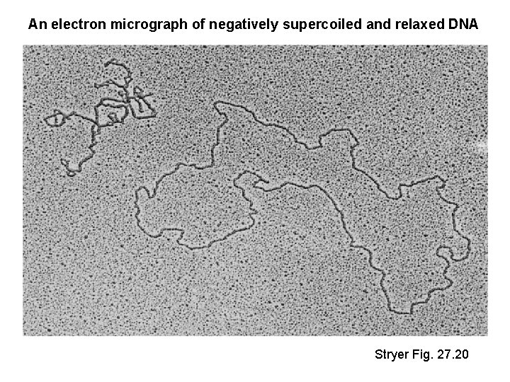 An electron micrograph of negatively supercoiled and relaxed DNA Stryer Fig. 27. 20 