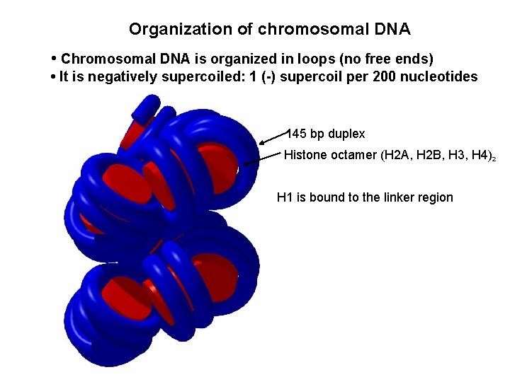 Organization of chromosomal DNA • Chromosomal DNA is organized in loops (no free ends)