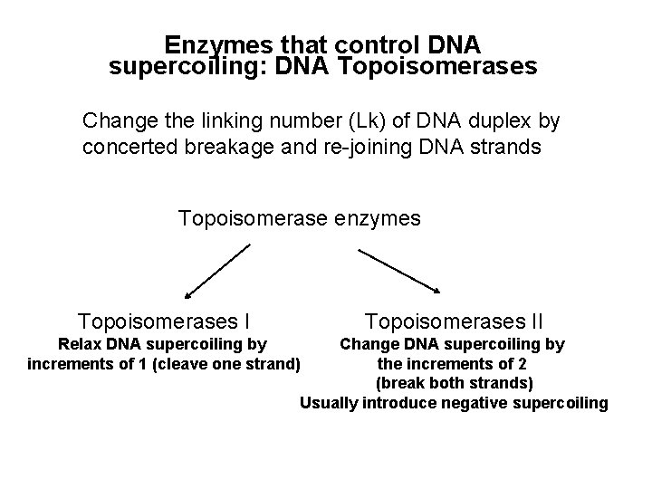 Enzymes that control DNA supercoiling: DNA Topoisomerases Change the linking number (Lk) of DNA