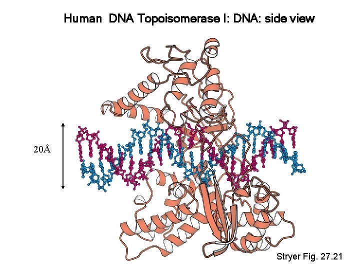 Human DNA Topoisomerase I: DNA: side view 20Å Stryer Fig. 27. 21 