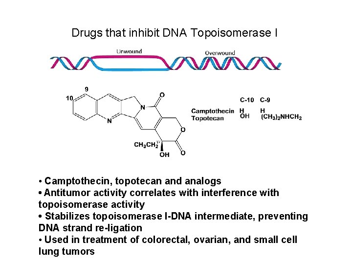 Drugs that inhibit DNA Topoisomerase I • Camptothecin, topotecan and analogs • Antitumor activity