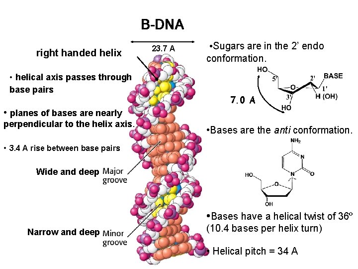 B-DNA right handed helix • helical axis passes through base pairs 23. 7 A