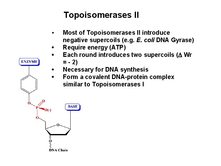 Topoisomerases II • • • Most of Topoisomerases II introduce negative supercoils (e. g.