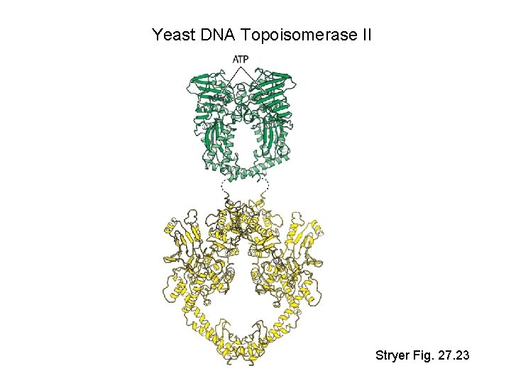 Yeast DNA Topoisomerase II Stryer Fig. 27. 23 