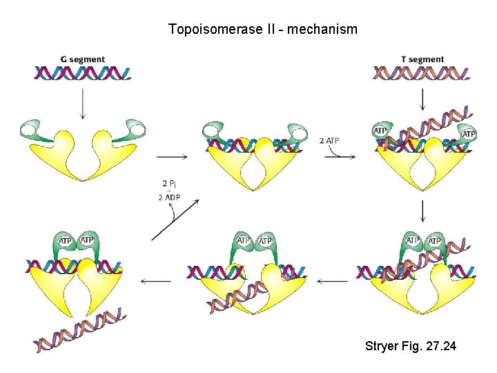 Topoisomerase II - mechanism Stryer Fig. 27. 24 
