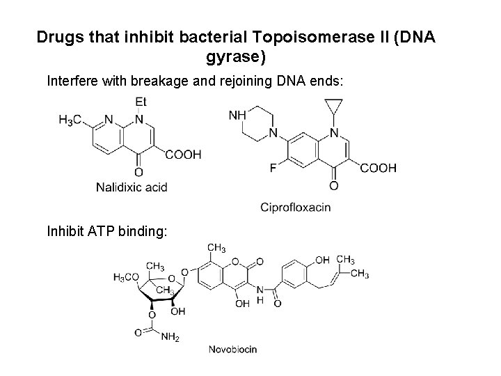 Drugs that inhibit bacterial Topoisomerase II (DNA gyrase) Interfere with breakage and rejoining DNA