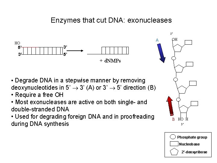 Enzymes that cut DNA: exonucleases 5’ HO A 5’ 3’ 3’ 5’ OH +