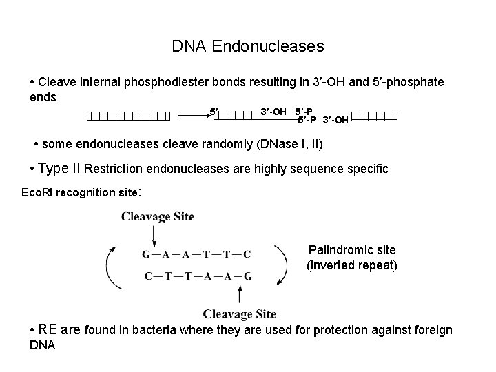 DNA Endonucleases • Cleave internal phosphodiester bonds resulting in 3’-OH and 5’-phosphate ends 5’