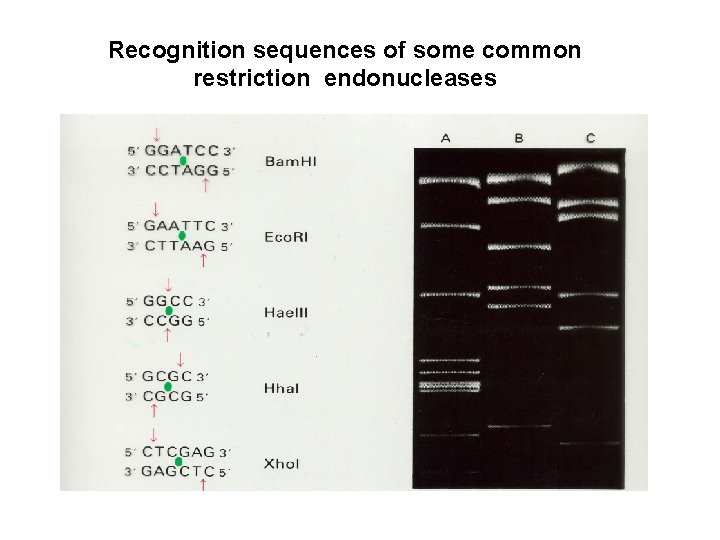 Recognition sequences of some common restriction endonucleases 