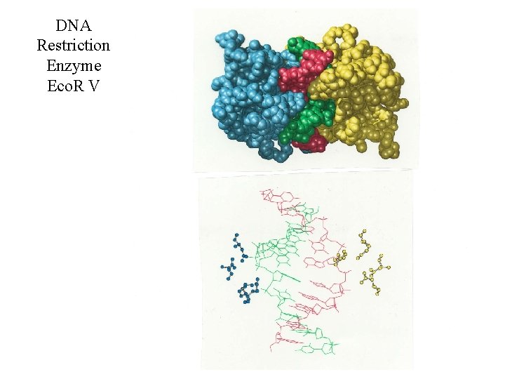 DNA Restriction Enzyme Eco. R V 