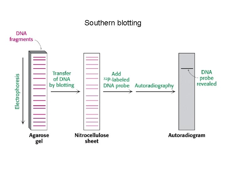 Southern blotting 