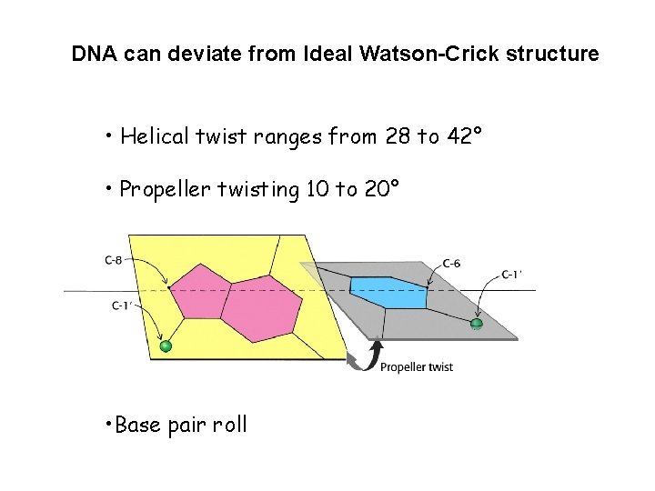 DNA can deviate from Ideal Watson-Crick structure • Helical twist ranges from 28 to